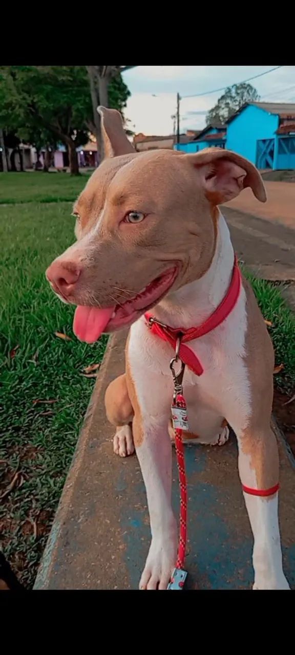 Monster com Pit Bull 