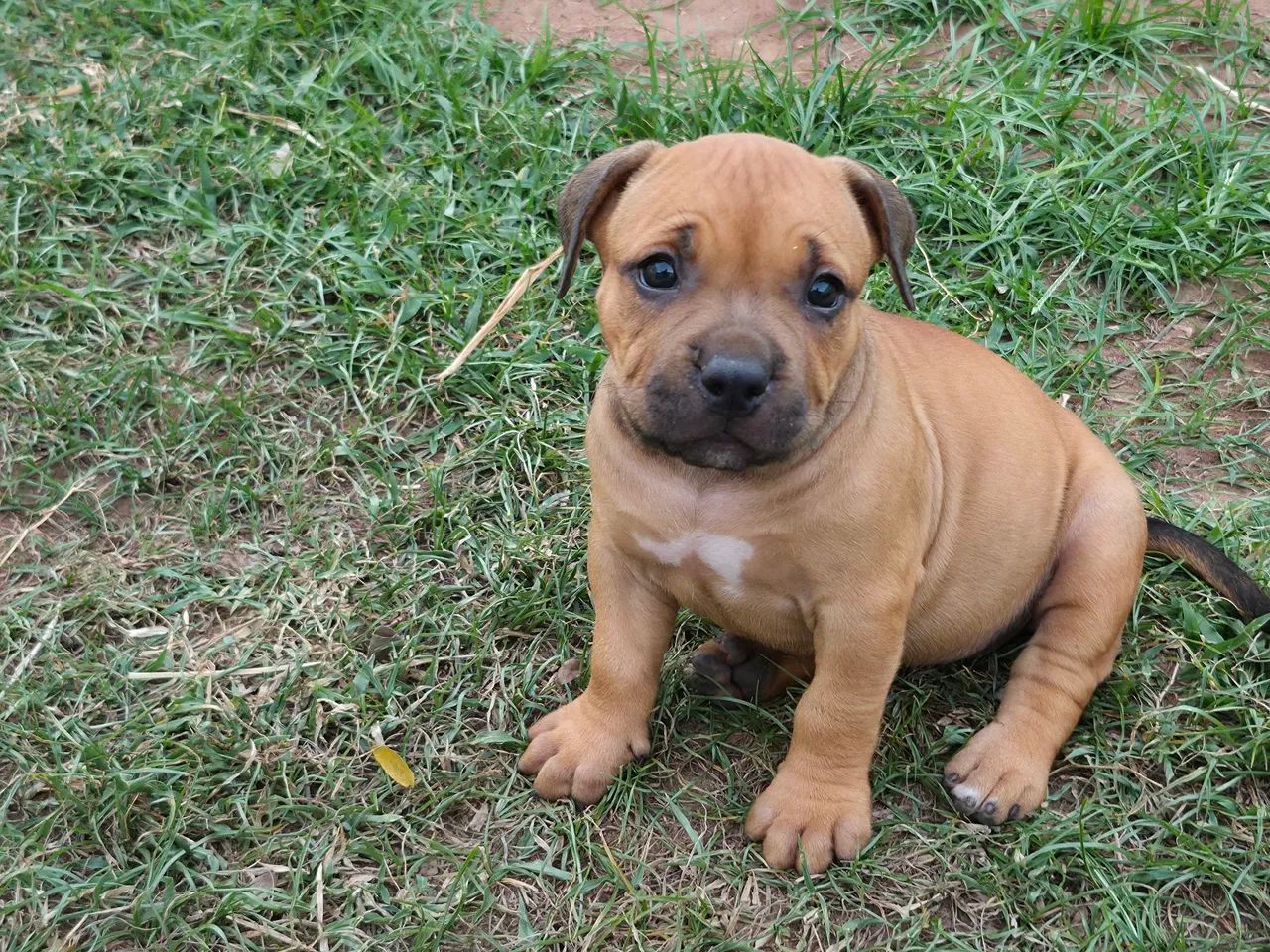 Filhotes de pit Bull  - Foto 3