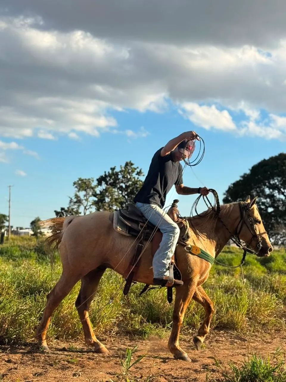 Cavalo QM Puro  - Foto 4