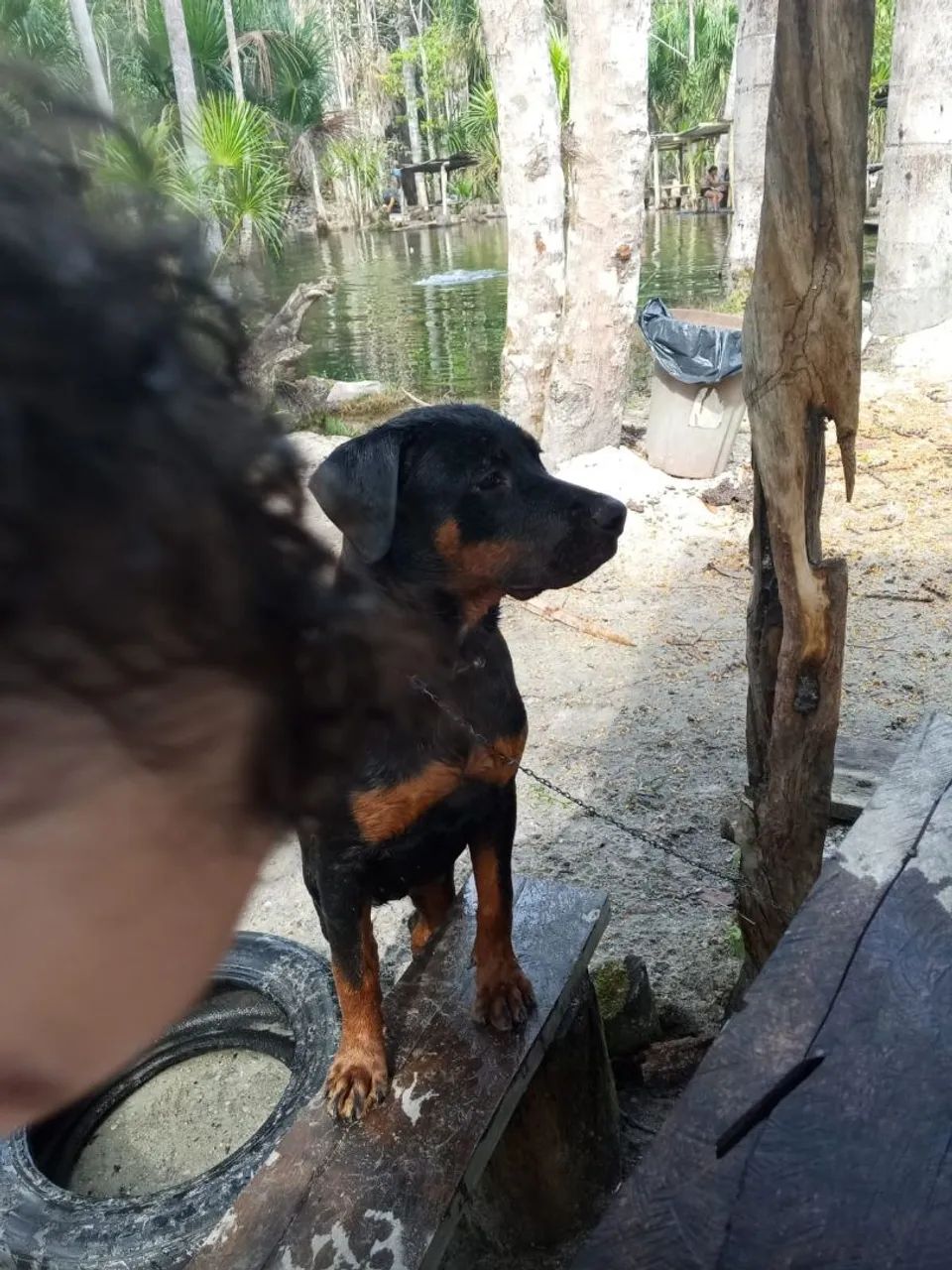 Rottweiler cio - Foto 2