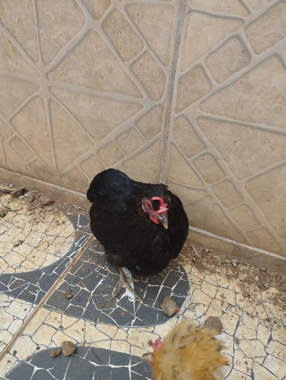 Garnize sura de ovos azuis  - Foto 3