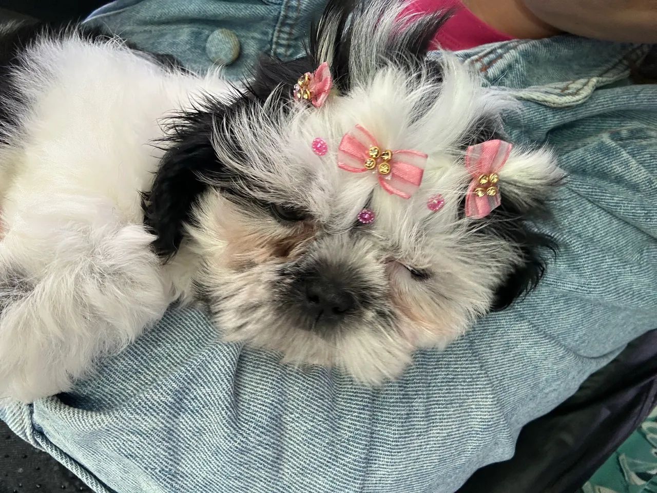 Vendo shitzu - Foto 4