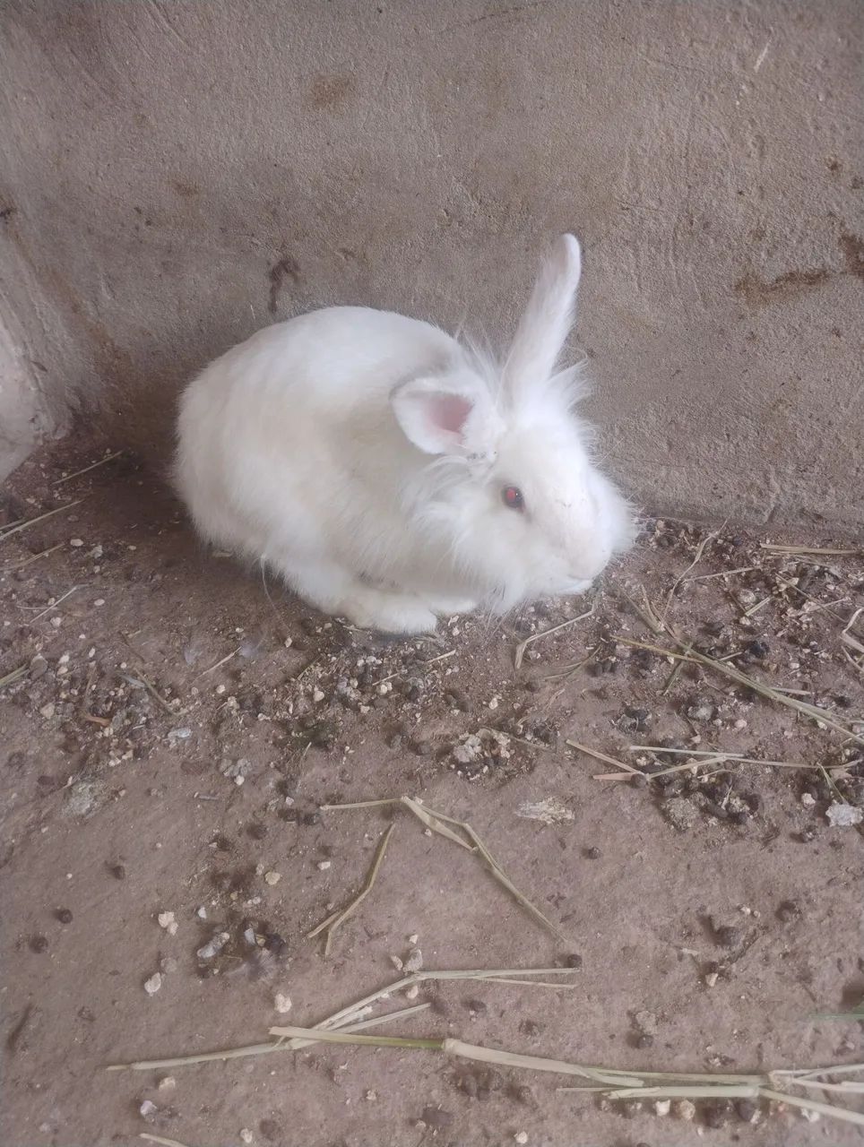 Coelho 65578343177987121
