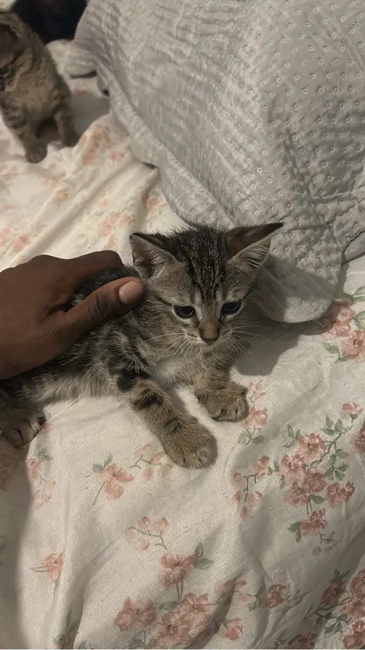 Gato - Foto 2