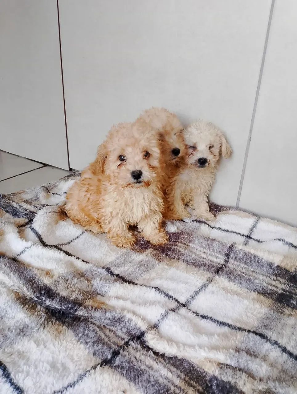 Filhotes de poodle macho - Foto 4