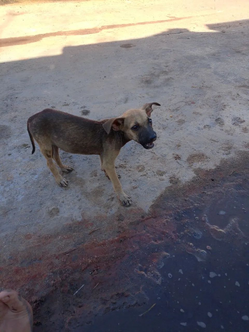 Cachorro ? - Foto 3