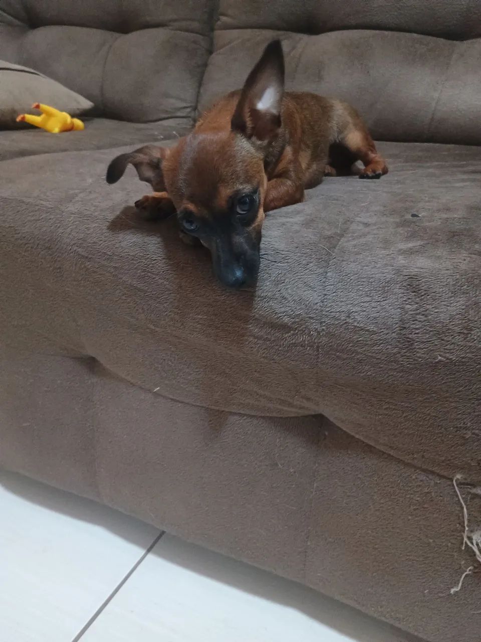 Doação de cachorro - Foto 4
