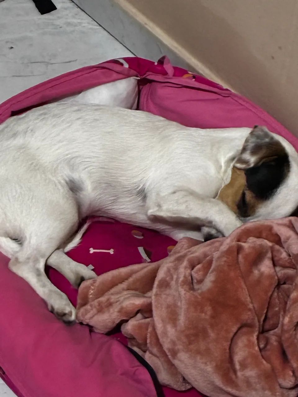 Vendo cão - Foto 3