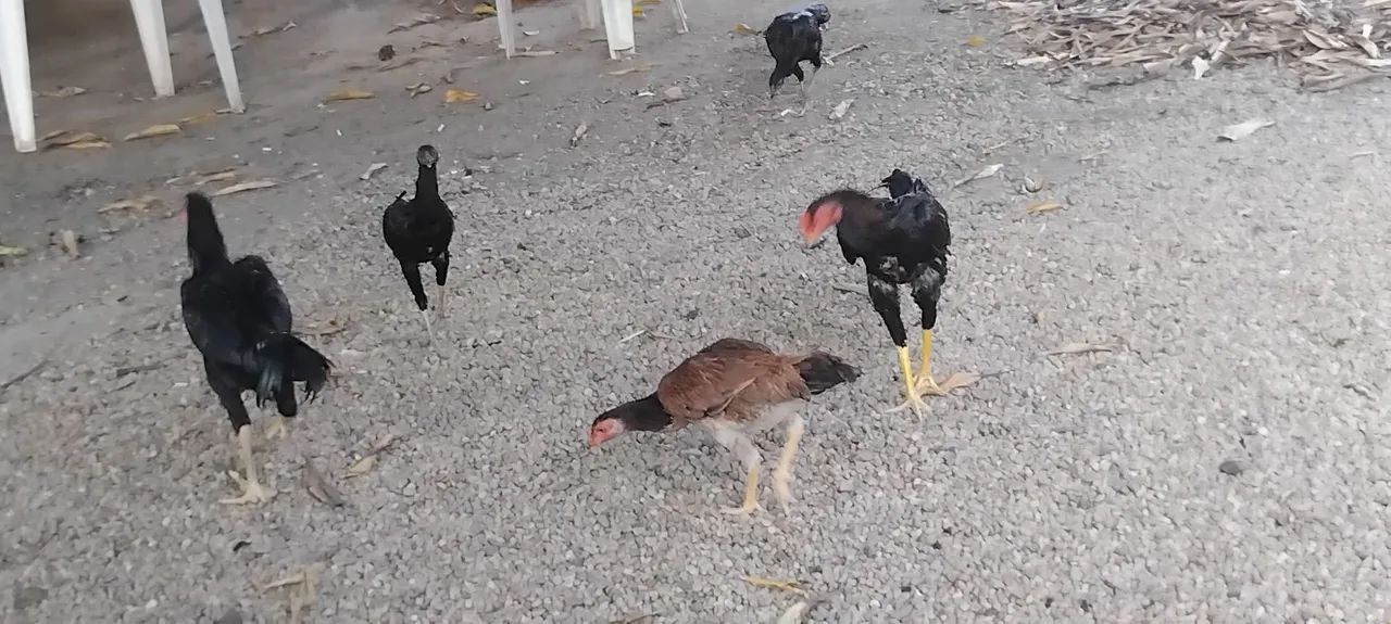 Vendo 4 galinhas e 2 galos da raça índio/carioca - Foto 5