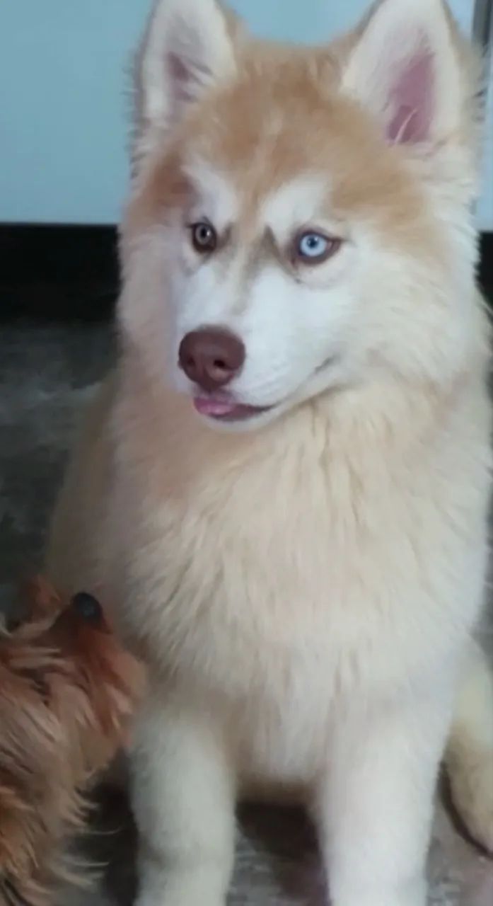 LINDOS FILHOTES DE HUSKY WOOLY - Foto 5