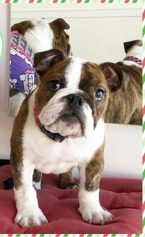 Bulldog inglês femea