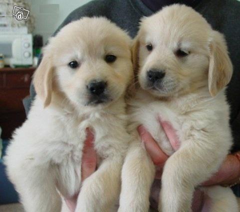 Golden Retriever Filhotes vacinados Pedigree cartão 5x
