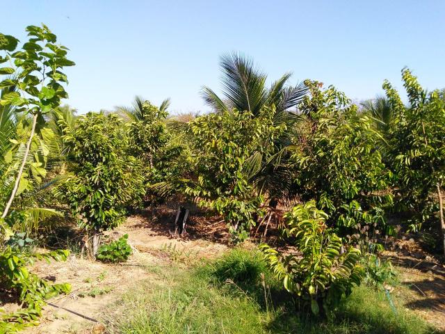 Chácara - Foto 6