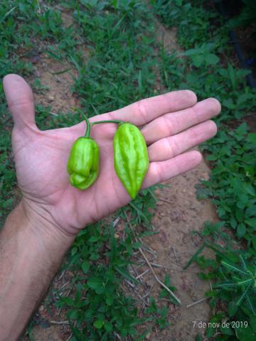 Pimenta de cheiro - Foto 5