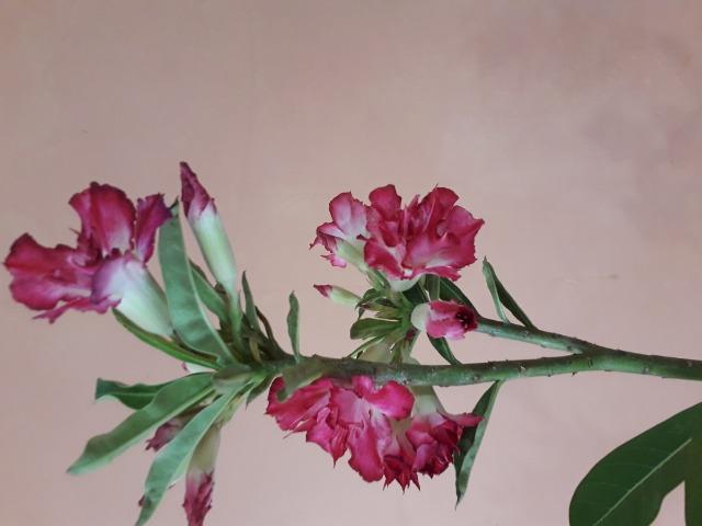 Rosa do deserto - Foto 5