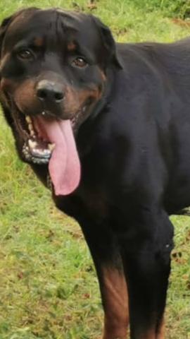 Rottwailer para cruzar com pedigree - Foto 5