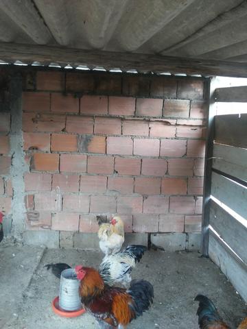 Vendo estes galos Brahma - Foto 2