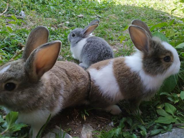 Vendo coelhinhos. - Foto 2