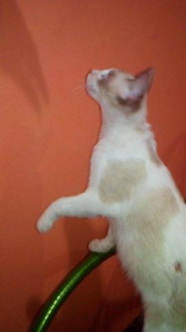 Gatinha p/ adoção