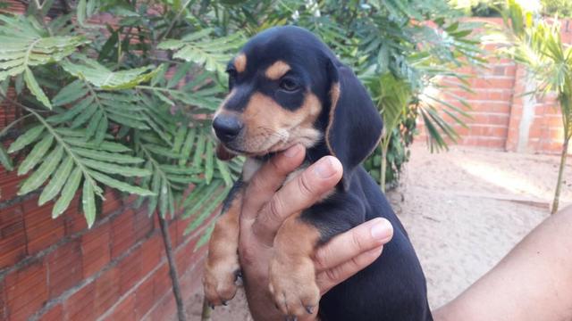 Filhotes de Dachshund Arlequim Tri Merle - Foto 5