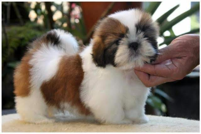 Shih tzu pronta entrega