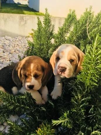 Beagle com pedigree, vacinados e vermifugados a pronta entrega - Foto 2