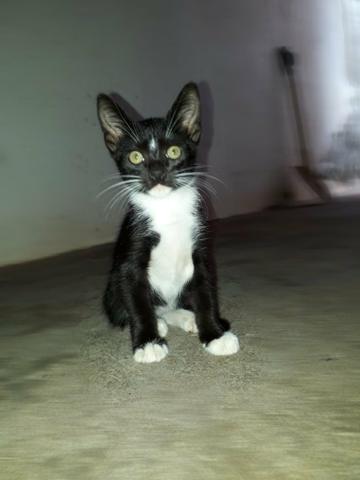Doação de gatos - Foto 3