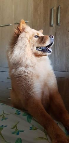 Chow chow femea procura um namorado - Foto 4