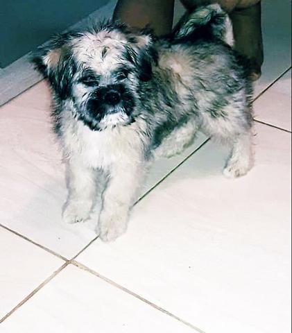 Filhote Lhasa Apso c Shitzu - Foto 2
