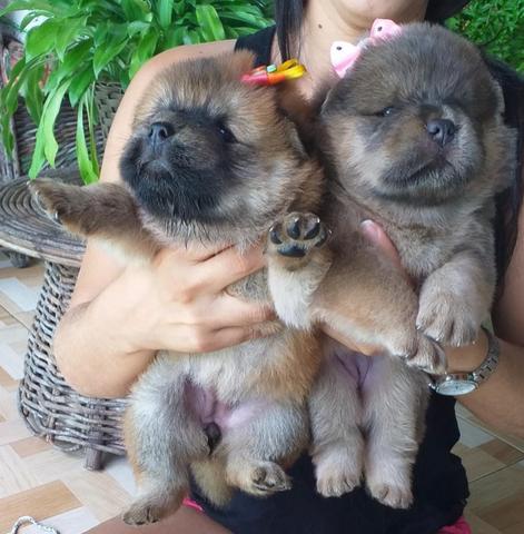 Filhotes de Chow Chow Padrão americano - Foto 2