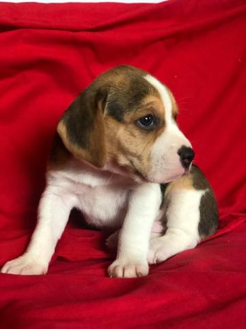 Beagle mini, a pronta entrega - Foto 3