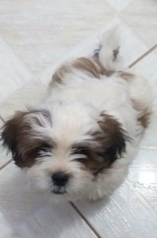Shih-tzu - Foto 2