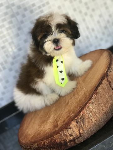 Shih tzus lindos! Fêmeas e machos em 12x