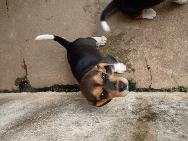 Filhotes de cachorro - Foto 4