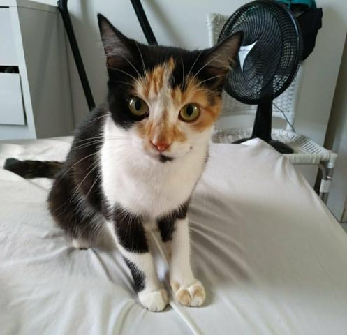 Gata Effy - Foto 2