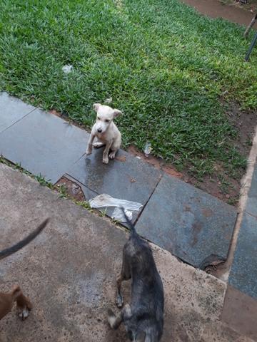 Doa se cachorrinho - Foto 3
