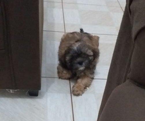 Shih-tzu