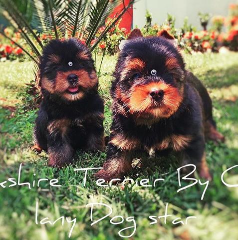 Yorkshire terrier oportunidade sem juros! Com Pedigree A6 - Foto 5