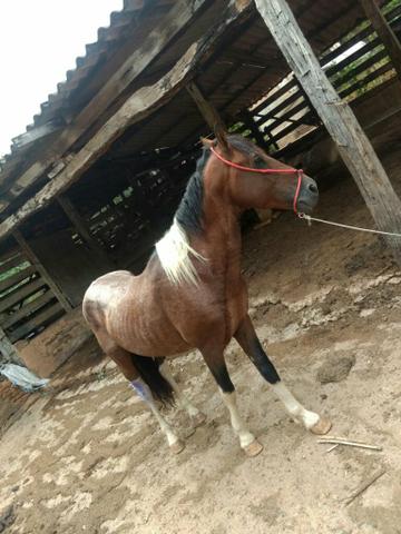 Cavalo pampa - Foto 4