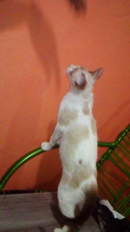 Gatinha p/ adoção - Foto 5