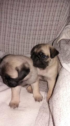 Pug Belos filhotes disponíveis - Foto 4