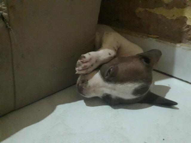 Vendo essa linda pitbull ela tem 2 meses já interessados chama no zap ou ligar * - Foto 3