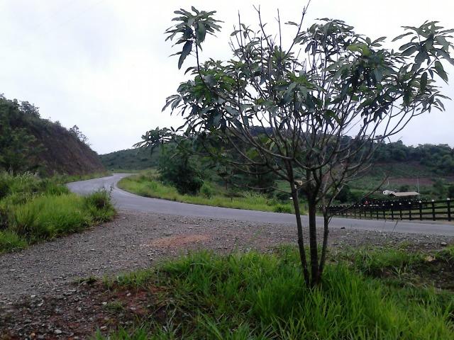 Terreno comercial as margens do asfalto - entrada + parcelas - Foto 5
