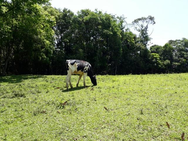 Vende-se duas Novilhas Holandesas - Foto 3