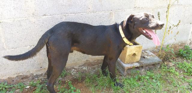 Adoção Responsável - Duque (1 ano e mestiço de labrador) - Foto 5