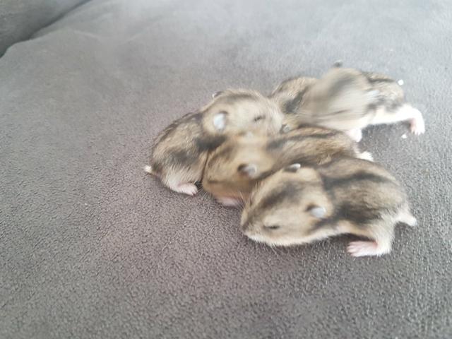 Vendo Hamsters
