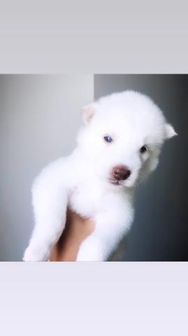 Filhotes de Husky Siberiano Wooly - Barreiras-BA - Foto 5