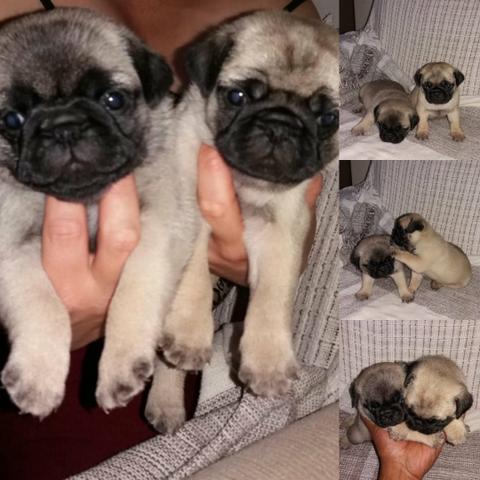 Pug Belos filhotes disponíveis - Foto 5