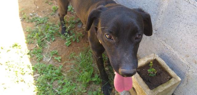 Adoção Responsável - Duque (1 ano e mestiço de labrador) - Foto 2