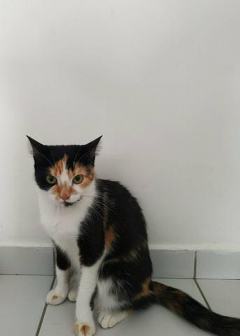 Gata Effy - Foto 4